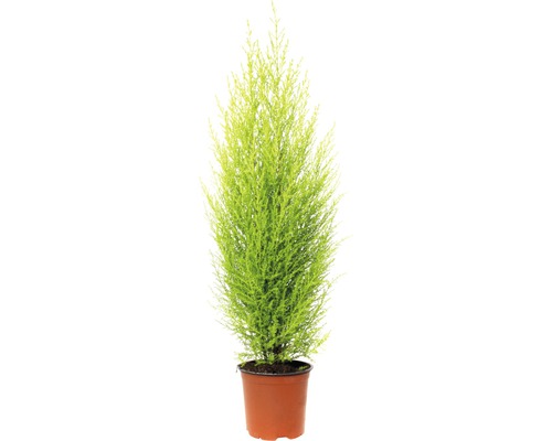 Rumscypress FLORASELF Cupressus macrocarpa Goldcrest Wilma 65-80cm Ø14cm