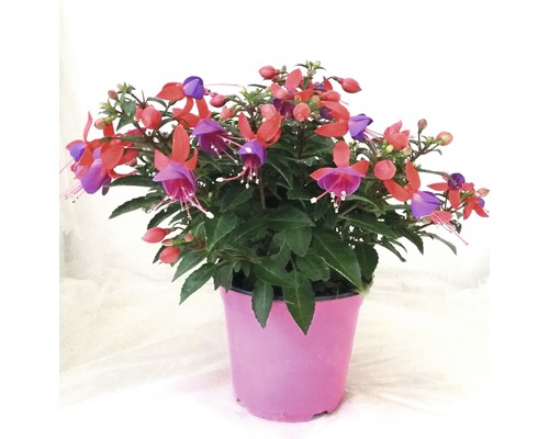 Fuchsia FLORASELF Fuchsia-Cultivars Ø14cm Fuchsia FLORASELF Fuchsia-Cultivars Ø14cm