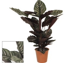 Prayer Plant i kruka