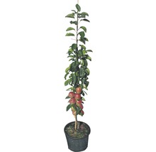 Äppelträd FLORASELF Bio Malus domestica 'Red River' 130-150cm Co 10L