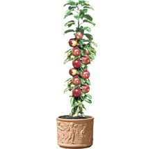 Äppelträd FLORASELF Bio Malus domestica 'Red River' 130-150cm Co 10L