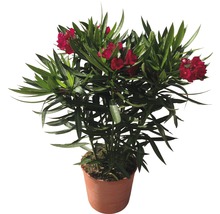 Oleander röd FLORASELF Nerium oleander 30-40cm krukstorlek Ø17cm