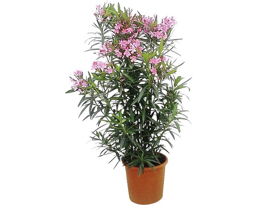 Oleander i kruka med blommor