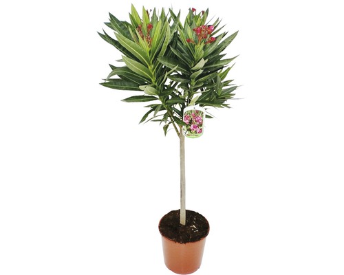 Oleander stammad FLORASELF Nerium oleander 60-80cm Ø20cm