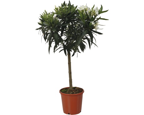 Oleander stammad FLORASELF Nerium oleander 60-80cm Ø20cm