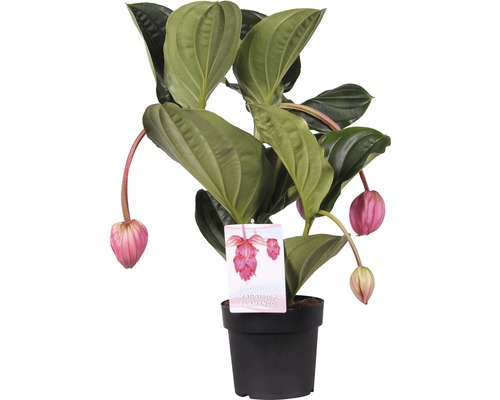 Rosenskärm FLORASELF Medinilla magnifica Flamenco 55-80cm Ø17cm