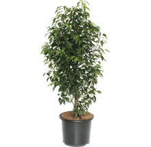 Portugisisk lagerhägg FLORASELF Prunus lusitanica Angustifolia 125-150cm Co 15L