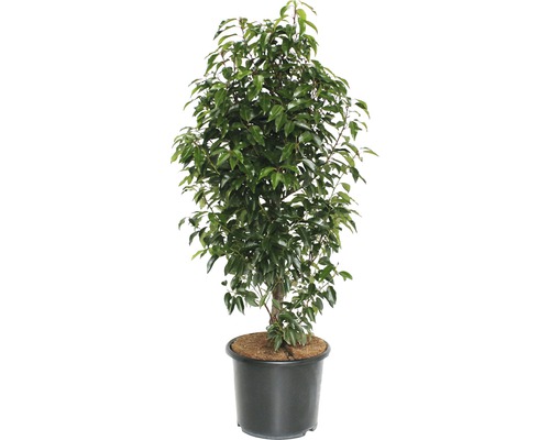 Portugisisk lagerhägg FLORASELF Prunus lusitanica Angustifolia 125-150cm Co 15L Lagerbuske i kruka
