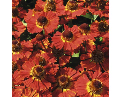 Närbild av rödgula solbrud blommor