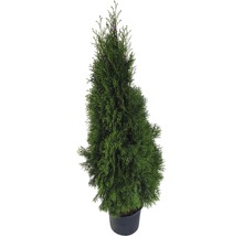 Thuja som prydnadsväxt i kruka