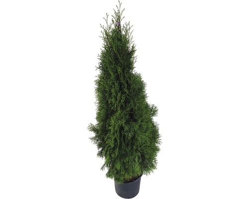 Thuja som prydnadsväxt i kruka