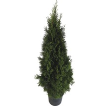 Thuja i kruka