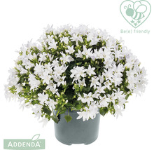 Klockblomma med vita blommor i kruka