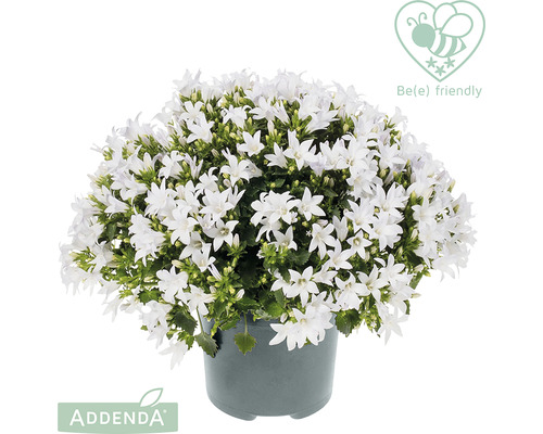 Stjärnklocka FLORASELF Campanula addenda White Star Ø12 cm Stjärnklocka FLORASELF Campanula addenda White Star Ø12 cm