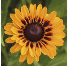 Närbild av en Rudbeckia-blomma