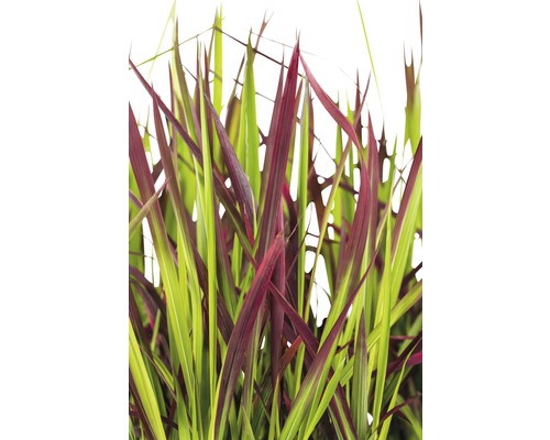 Japanskt blodgräs FLORASELF Imperata cylindrica var.koenig. Red Baron co 6L Prydnadsgräs med gröna och lila blad