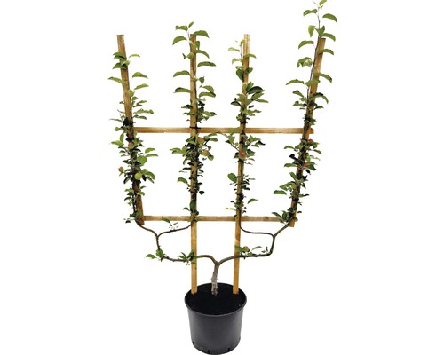 Spaljéäppelträd i kruka