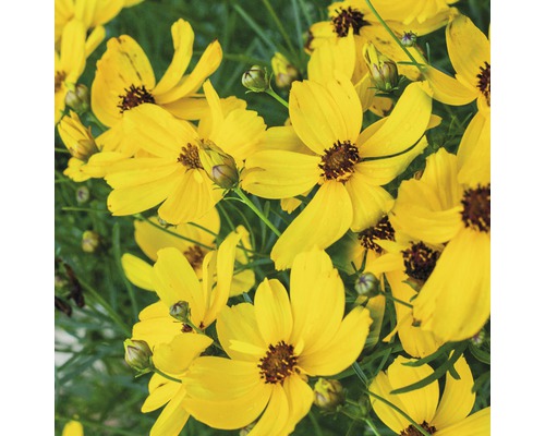 Gula Coreopsis-blommor i detalj