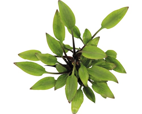 Akvarieväxt DENNERLE PLANTS Styv vattenkalla 5cm grön Cryptocoryne lutea Hobbit Vattenväxt med gröna blad