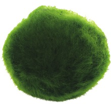 Mossboll för akvarier