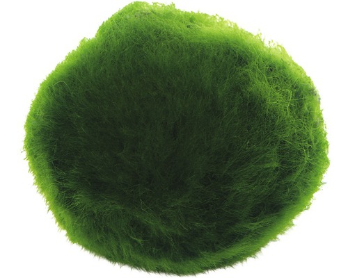 Mossboll för akvarier
