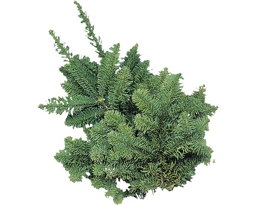 Kvistar kaskadgran snittgrönt knippe liten ca 0,5kg Gren av ädelgran