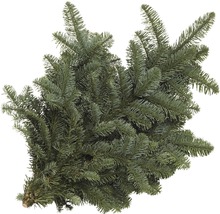 Nordmannsgran grangrön för stickling