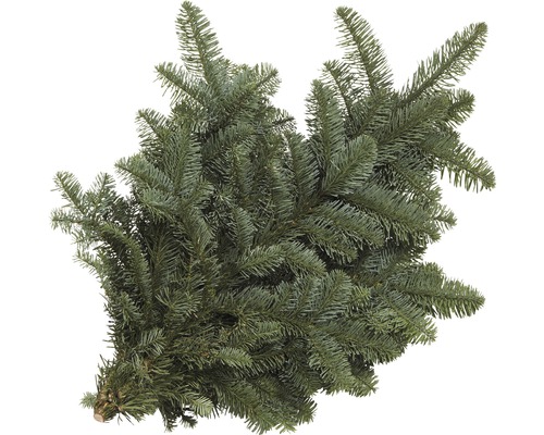 Nordmannsgran grangrön för stickling