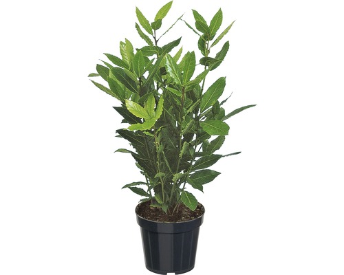 Lager FLORASELF Laurus nobilis 10-20xØ12cm Lager FLORASELF Laurus nobilis 10-20xØ12cm