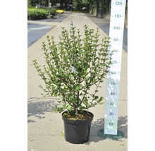 Prydnadsbuske i kruka med mätskala för storleksvisning