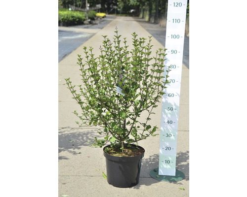 Prydnadsbuske i kruka med mätskala för storleksvisning