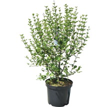 Fjärilsbuske i kruka