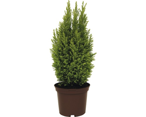 Krukväxtcypress i planteringskärl
