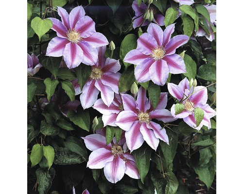 Storblommig klematis FLORASELF Clematis Hybride Nelly Moser 50-70cm co 2,3L Blommor av klematis med blad