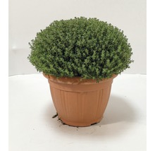 Timjanplanta i kruka