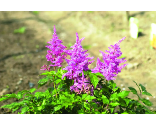 Astilbe växt med violetta blommor och gröna blad