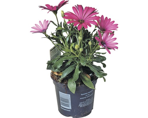 Osteospermum planta i kruka med lila blommor