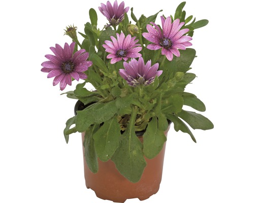 Osteospermum växt i kruka med lila blommor