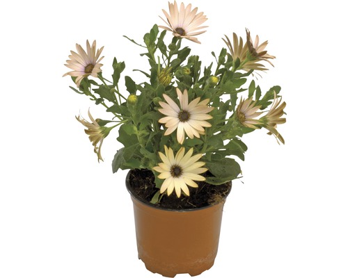 Osteospermum i kruka