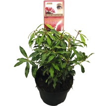 Japansk buskrosling FLORASELF Pieris japonica Forest Flame 25-30cm co 2L