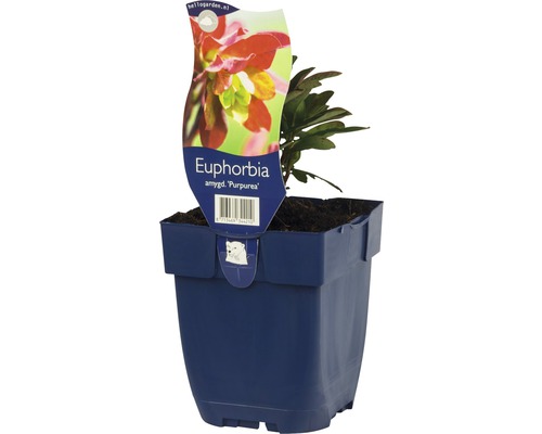 Törel ''Purpurea'' i kruka