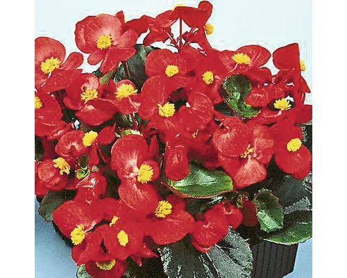 Isbegonia FLORASELF Begonia semperflorens Ø9cm