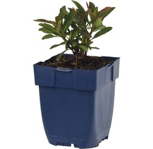 Mandeltörel FLORASELF Euphorbia amygdaloides 'Miners Merlot' 5-20cm Co 0,5L