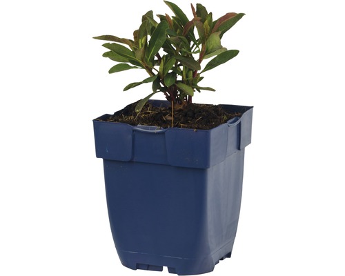 Mandeltörel FLORASELF Euphorbia amygdaloides 'Miners Merlot' 5-20cm Co 0,5L