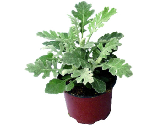 Silverek FLORASELF Senecio cineraria Maritima Ø9cm Silverek FLORASELF Senecio cineraria Maritima Ø9cm