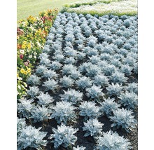 Blomsterrabatt med silverek och färgglada blommor