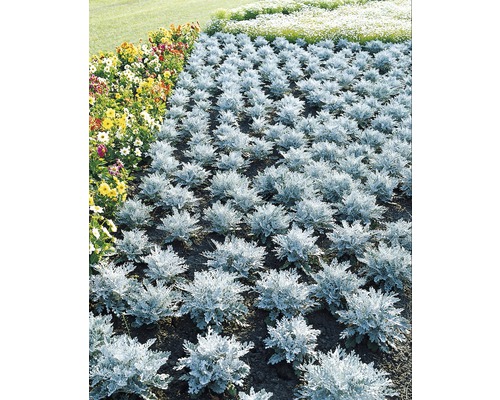 Blomsterrabatt med silverek och färgglada blommor