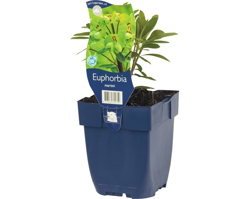 Gulltörel FLORASELF Euphorbia x martinii 5-30cm co 0,5