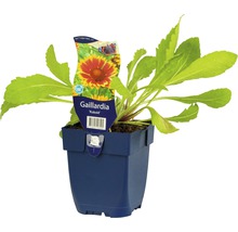 Storblommigt kokardblomster FLORASELF Gaillardia x grandiflora Kobold 5-20cm co 0,5L