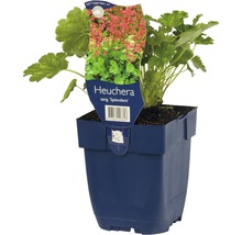 Blodalunrot FLORASELF Heuchera sanguinea 'Splendens' 5-25cm Co 0,5L